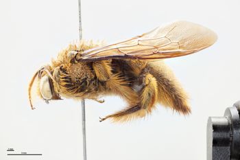 Media type: image;   Entomology 810844 Aspect: habitus lateral view